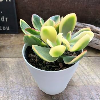 Amazon.co.jp: 斑入り花月 斑入り 金運アップ 金のなる木 多肉植物