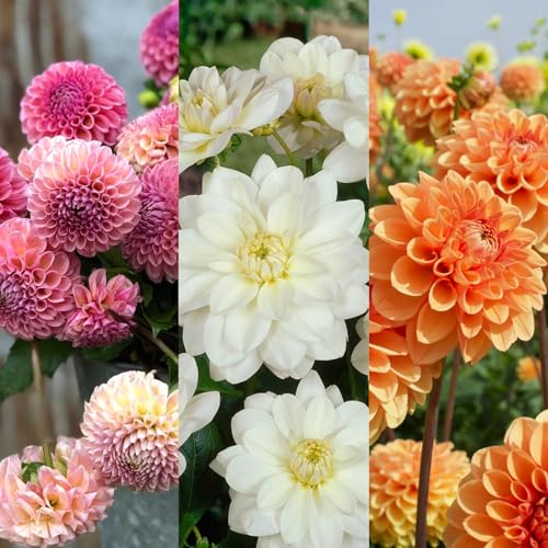 Carbeth Plants Dahlia Piccolo 3 x Mixed Bedding Plants in 9cm Pots