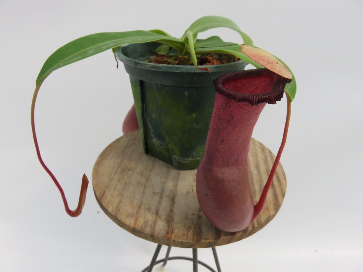 食虫植物 N.ventricosa (Quezon Prov.) Amazon.co.jp: N.ventricosa Quezon,Luzon 201902 YFK2 3号現品