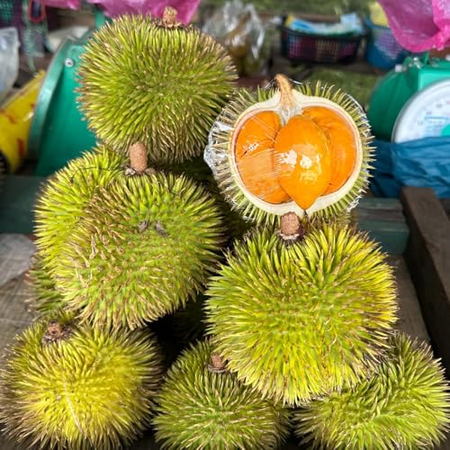 duriansamen - durianfrucht - obstbäume, winterharte garten durian, steingartenpflanzen winterhart säulenobst 10pcs