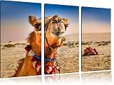 Drôle de chameau dans le désert 3-piece Canvas Art 120x80 image on canvas, XXL huge Pictures completely framed with stretcher, Art print on wall picture with frame, gänstiger as a painting or an oil painting, not a poster or banner
