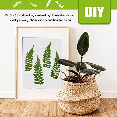 42 hojas naturales secas de helecho prensado para manualidades miniatura 6