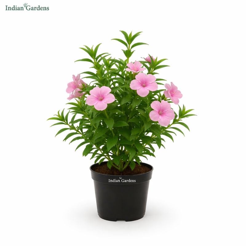 Image of Indian Gardens - Pink Colour Barleria cristata /Decemeber flower plant with 6 inch Terracotta Pot