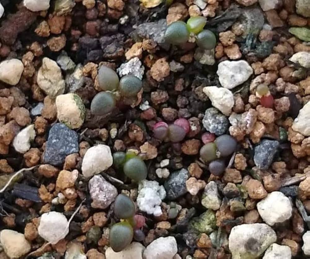 Amazon｜【種子】アナカンプセロス コンプトニー 5s