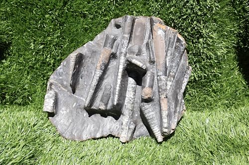 Image of Natural Orthoceras Fossil Plate from Devonian Period Fossil from Morocco