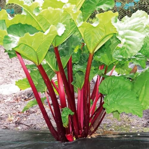 Votaniki Victoria Rhubarb Crown for Planting Hardy Sweet & Tart Rhubarb for Your Garden | Easy-to-Grow & Fast-Growing Perennial (1 Pack)