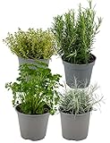 Avec ces plantes aromatiques italiennes, vous aurez toujours les herbes italiennes les plus fraîches chez vous ou dans votre jardin ! Ce set contient : romarin, thym, lavande, sarriette, sauge et origan.