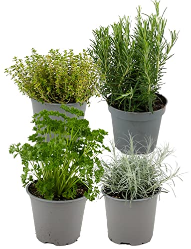 ZynesFlora Italiennes Herbes Fraîches Aromatiques Plantes en pot de fleurs Ø 14 cm - Lot de 4 -...