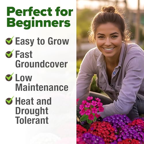 Image of HOME GROWN Verbena Moss Seeds - 6000+ Perennial Flower Seeds for Ground Cover - Heat-Tolerant Plant Seed for Outdoor Gardening, Walkways & Erosion Control - Attracts Pollinators (Verbena Tenuisecta)