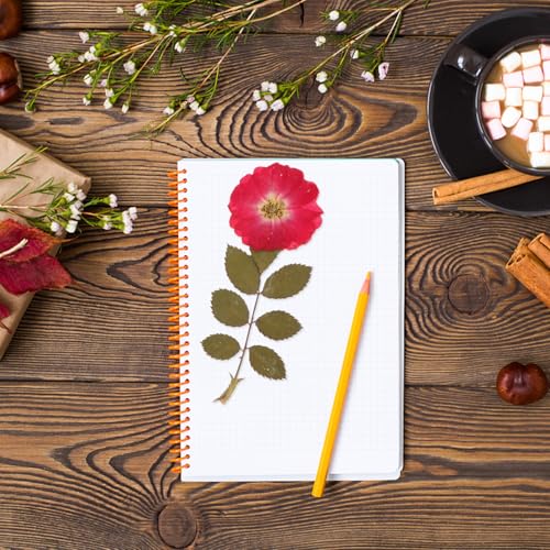 12 piezas de flores de rosa secas naturales y hojas prensadas miniatura 4