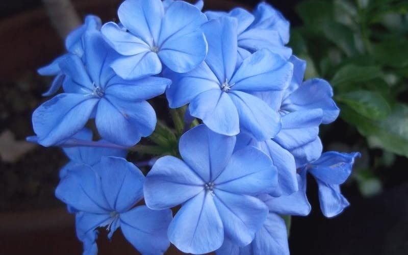 Plumbago Imperial Blue – Pack of 2 Live Starter Plants (4-6 Inches Tall) – Plumbago Auriculata, Cape Leadwort, Sky Flower – Fast-Growing, Container-Friendly Shrub with Long-Blooming Sky-Blue Flowers