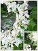 Homegrown Packet Honeysuckle Seeds, 80 Seeds, Winter Honeysuckle Bush