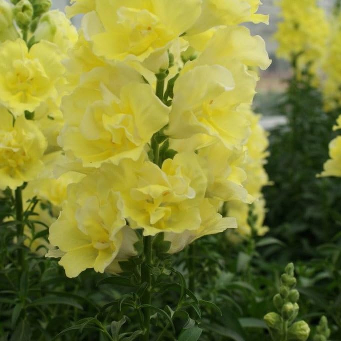 Plant World Seeds - Antirrhinum Majus Doubleshot Yellow F1 Seeds (Annual Flower Seeds)