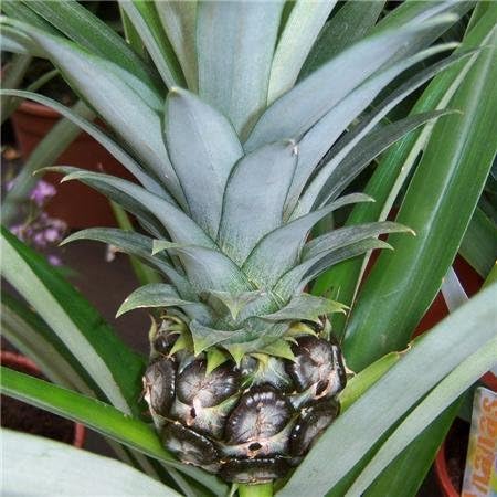 Pineapple Plant 9cm Pot