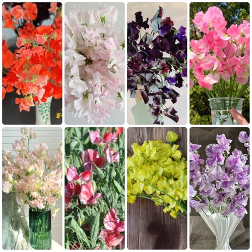 semi di pisello odoroso appesi, piselli odorosi, ombra di veccia resistenti da giardino roccioso resistenti per il giardino 500pcs