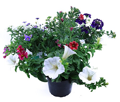 Sommerblumen Trio Set Nr.4 3 bunte Trio Beet und Balkonblumen (z.B. mit Zauberglöckchen Verbenen Petunia Gänseblümchen...)