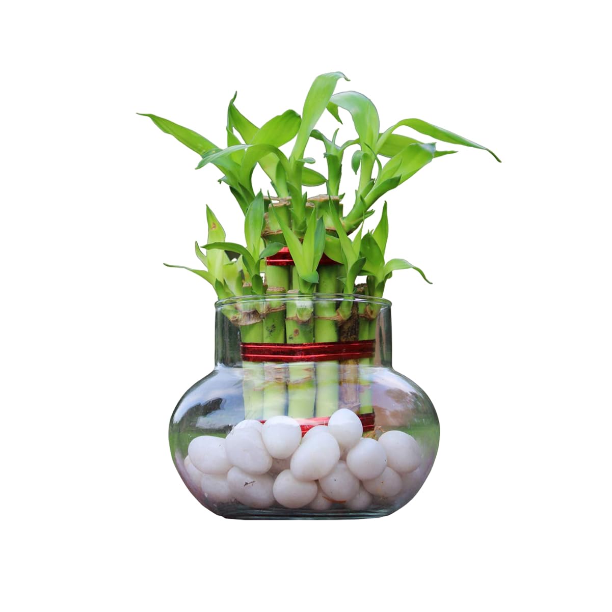 GIRISHA TRADERS Two Layer Lucky Bamboo Live Indoor Plant with Glass Bowl for home Office Garden Living room Bedroom Balcony Decoration Gift Item (without Stones) (B0CDQ6ZL4L) Amazon Price History, Amazon Price Tracker
