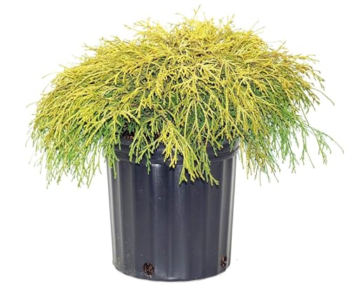 Gold Mop Weeping Threadleaf Cypress 3 Gallon
