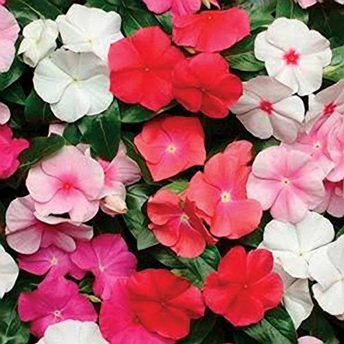 Vinca/Sadabahar (Mix) Hybrid Flower Seeds for All Season Home Gardening (B0BC828G4D) Amazon Price History, Amazon Price Tracker
