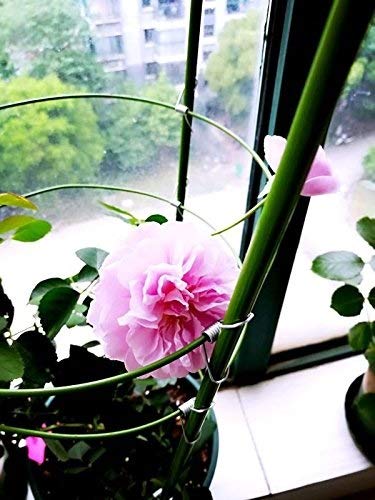 Lot De 3 Cages à Plantes – Anneaux Treillis Vert Foncé 25x40cm – Support Fleurs
