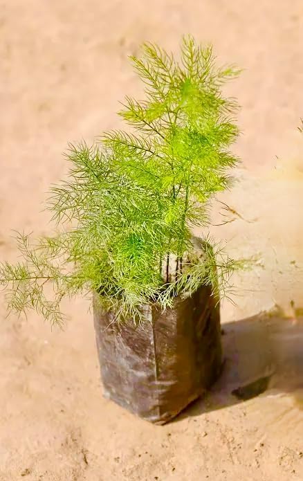Image of Rare Shatavari Live Plant, Shatavar (Asparagus Racemosus) Herbal Medicinal Plant, Indoor, Organic, Green, Partial Sun, 1 Healthy Plant with Black Pot