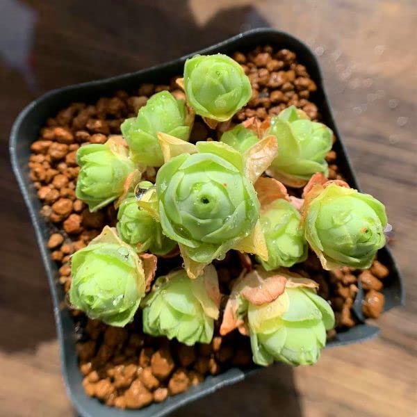 Amazon.co.jp: 多肉植物農園直売グリーノビア属ドドランタリス抜き苗