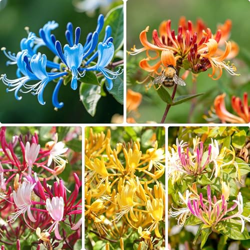 Honeysuckle Seeds for Planting 200 Lonicera Vine Seeds Non-GMO Heirloom Aromatic Honeysuckle Flower for Garden Home Outdoor