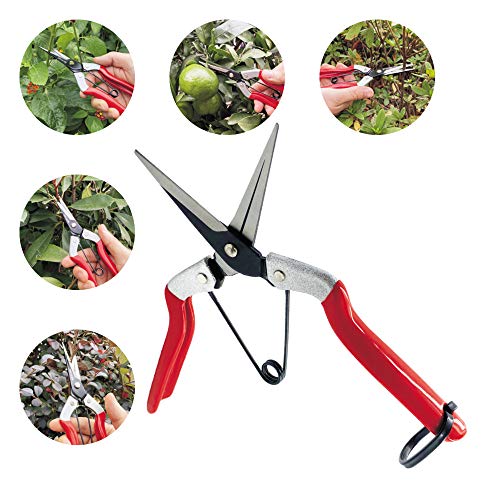 Mifuse Long Straight Micro Tip Pruning Snip With Sap Groove Blade, Small Garden Shears Hand Pruners Perfect For Trimming Plants, Hydroponic Herbs, Picking Flowers And Havesting Fruits Or Vegetables. #TOP4