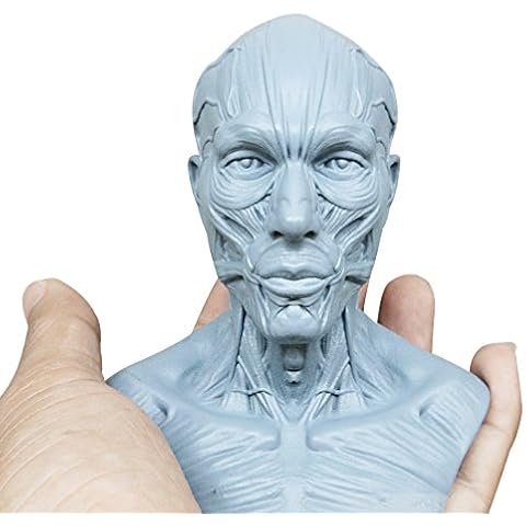 Life Size Human Anatomy Skull Brain Skeleton,Anatomical Dental Anatomia Model Skin in Trauma 1:3 10CM Cover