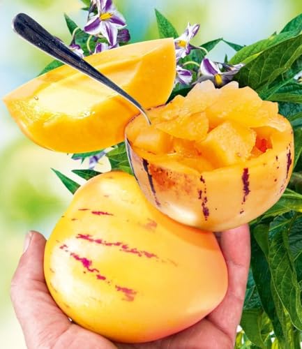 BALDUR Garten 1x Melonenbirne Sugar Gold Pflanze im 10 5 cm-Topf Solanum muricatum Birnenmelone Melonenpflanze Riesenfrüchte mehrjährig selbstfruchtend schnellwüchsig