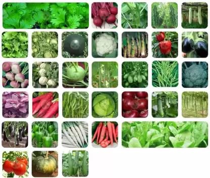 See full amazon price history chart for ADVI Vegetable Seeds Fresh 1 Packet of 35 Varieties of Vegetable Seeds for Home Gardening | Vegetable Seeds for Outdoors | Gardening Planting Seeds for Kitchen |Organic Green Vegetable Seeds for Pots | All Seasonal Vegetables | Easy to Grow | Pack of ADVI Vegetable Seeds Fresh 1 Packet of 35 Varieties of Vegetable Seeds for Home Gardening | Vegetable Seeds for Outdoors | Gardening Planting Seeds for Kitchen |Organic Green Vegetable Seeds for Pots | All Seasonal Vegetables | Easy to Grow | Pack of (B0C7HDG22H) Amazon Price History, Amazon Price Tracker