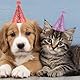 8 Stück Partyhüte Geburtstag Set,Haustier Geburtstagshut,Bunte Party Hüte Party Kegel Hüte,Glitzer Partyhüte zum Geburtstag,Katzen Geburtstags Mütze,Hunde Geburtstagsmütze,für GeburtstagDeko Foto Prop