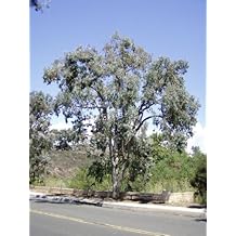 Eucalyptus polyanthemos-Silver Dollar Eucalyptus Tree 10+ Seeds