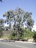 Eucalyptus polyanthemos-Silver Dollar Eucalyptus Tree 10+ Seeds