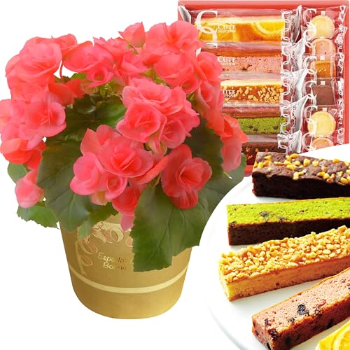 花のギフト社 お菓子 プレゼント リーガース 鉢植え 誕生日 焼き菓子 花 ギフト 鉢花 ベコニア