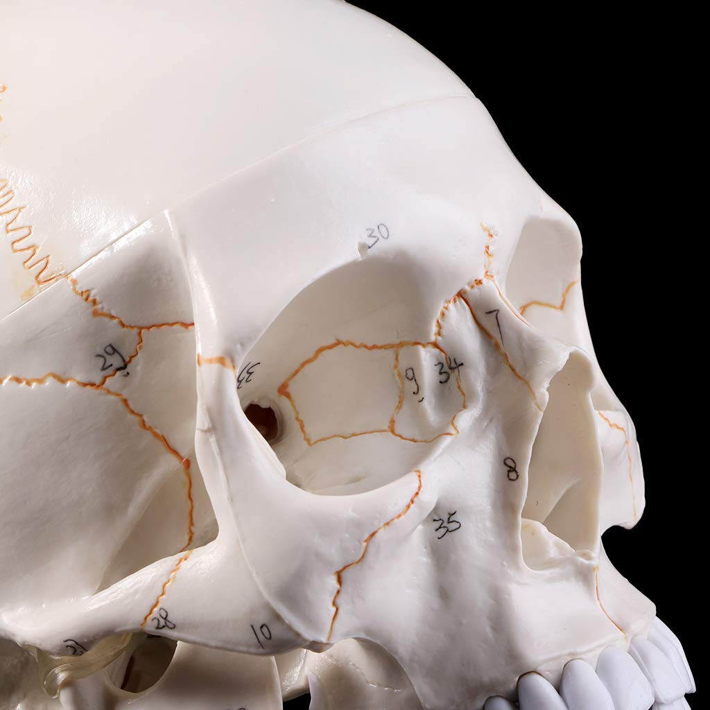 Naturalnej wielkości Model ludzkiej czaszki anatomia anatomiczna nauczanie medyczne głowa szkieletu studiowanie materiałów dydaktycznych