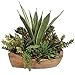 Uttermost Salar Succulents Bowl