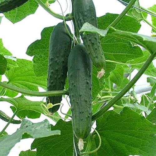 Vegetables Seeds For Planting Heirloom Non-Gmo Japanese Long Cucumber Seeds Easy To Grow Organic Nutritious Tender Sweet Cucumber Seeds 100 Pcs #TOP3