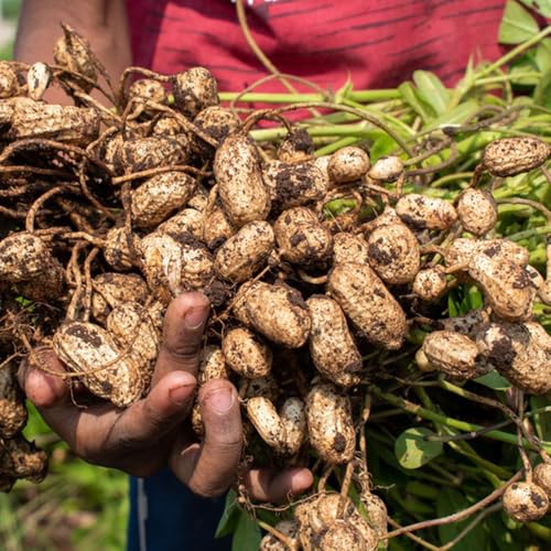 Semillas de maní, cacahuetes, cobertura del suelo balcón invernadero jardín del balcón semillas de interior variedades antiguas resistentes para 60pcs