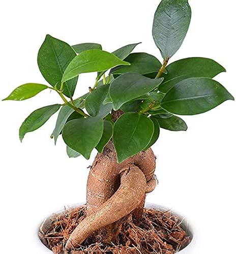 Amazon Co Jp 本日12時までのご注文で翌日お届け 観葉植物ガジュマル 幸福の木 ギフトラッピングでお届け ホーム キッチン