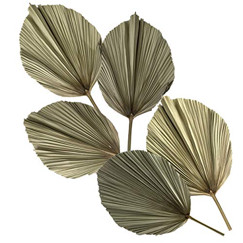 Made Terra 5 Palm Leaves Dried, Tropical Palm Leaves Decoration, Dried Natural Leaves for Tropical Wedding Decor, Leaves Decorations