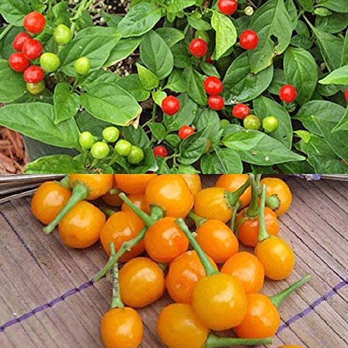 Elwyn 100 Bode Hot Pepper Plant Seeds