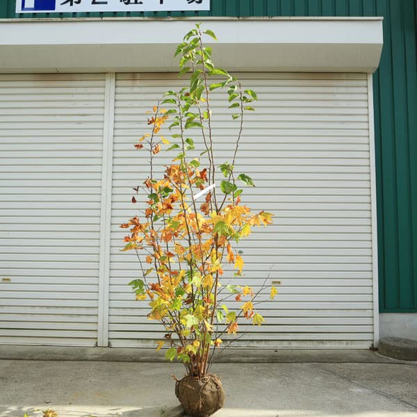 Amazon.co.jp: 庭木 植木：シロモジ しろもじ*白文字 樹高160cm 佐川