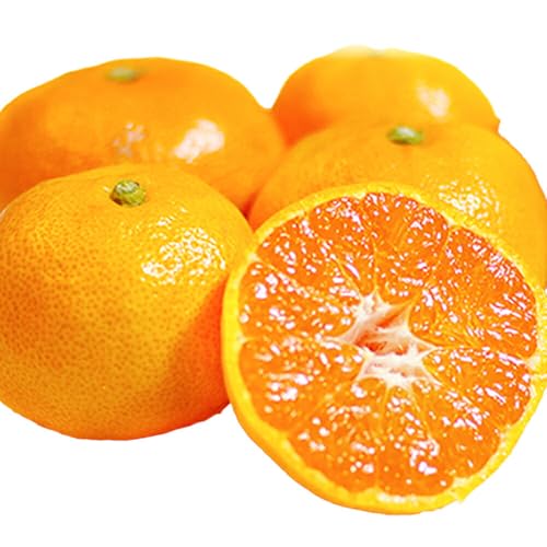 旬のみかん5kg[9月中旬-2月末頃出荷予定]