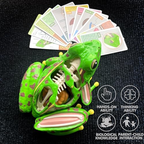 Image of LUCKY GUESS 4D Frog Anatomy Model 23-Part Puzzle with Flash Cards | 23 Part Puzzle, 11 Knowledge Flash Cards, Detachable Organs and Body Parts, Educational Medical Clinic Teaching Equipment