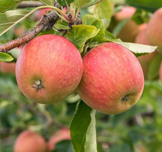 Rubinette Rosso, Herbstapfel, Buschbaum (kleinbleibend), 120-140cm, im Topf