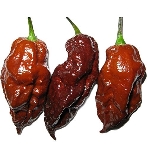 Amazon.co.jp: 辛とうがらし Chocolate Jolokia チョコレート