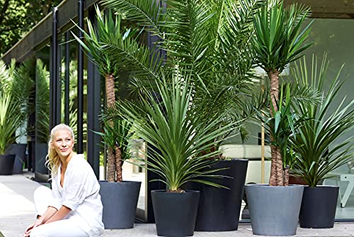 Phoenix 'Canariensis' per 2 stuks | Canarische dadelpalm - Winterhard - Buitenplant in kwekerspot ⌀15 cm - ↕60-70 cm - Afbeelding 5