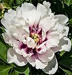 Elegant Flowering Perennials Peony Itoh Cora Louise Nice Size Root, Plant, Beautiful Flowers