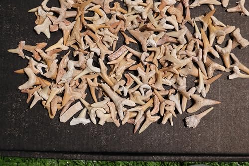 Image of Great Collection of Shark Teeth Fossil Shark Teeth Fossils for Kids Fossils from Morocco A246